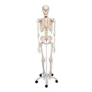Esqueleto Humano a 10 Sobre Pie Metalico con 5 Ruedas
